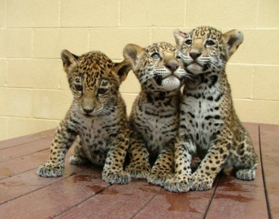 Gorgeous new baby Jaguah available for Sale.
